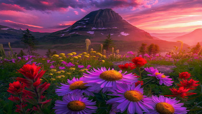 Hidden Lake, Glacier National Park, Montana, fiori, paesaggio, nuvole, fiori, cielo, Stati Uniti d'America, montagna, tramonto Sfondo HD