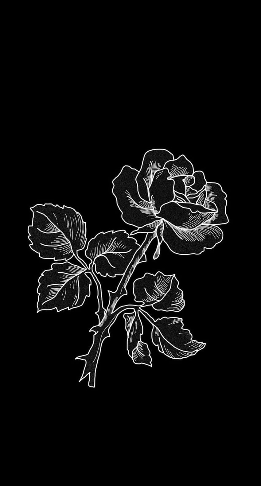red rose flower photo in dark surface iPhone 12 Wallpapers Free Download