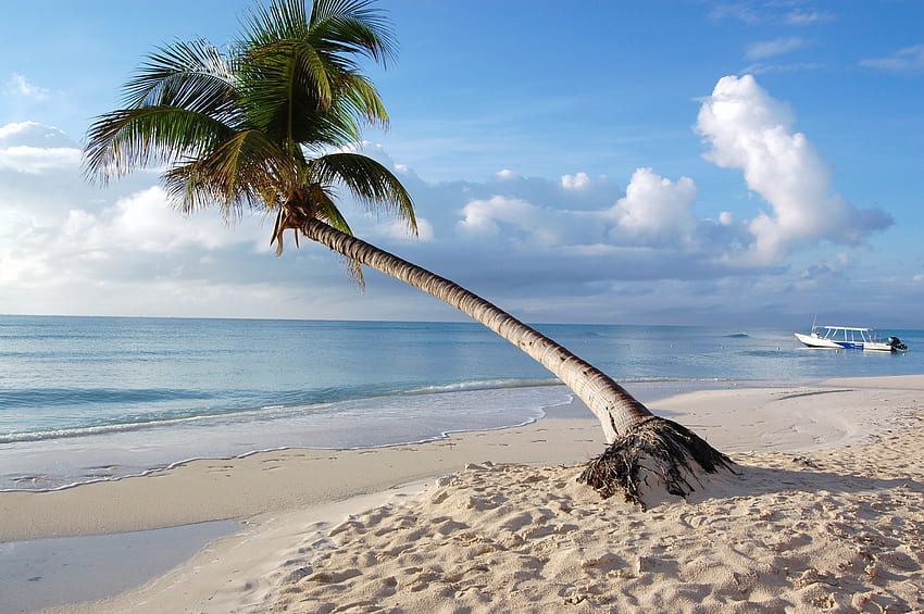 해변, 자연, 종려나무, 열대 지방, 몰디브 HD 월페이퍼