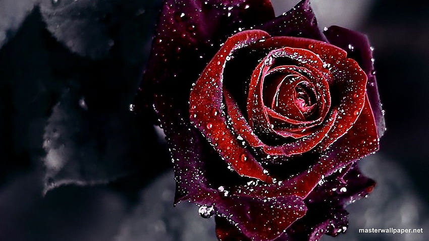for Red Rose 1920×1080. Rose flower, Dark Red Roses HD wallpaper
