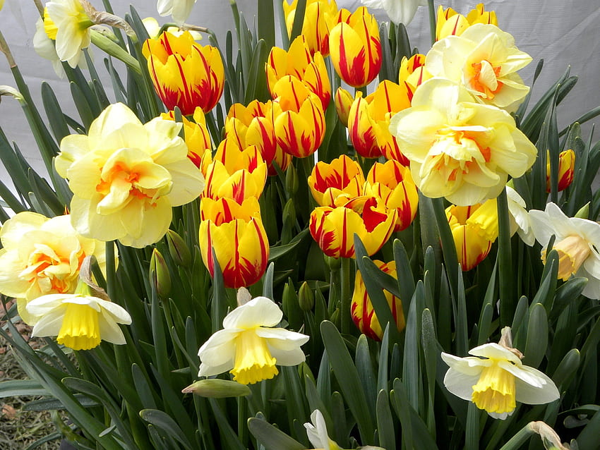 Blumen, Tulpen, Narzissen, Blumenbeet, Blumenbeet, Frühling HD-Hintergrundbild
