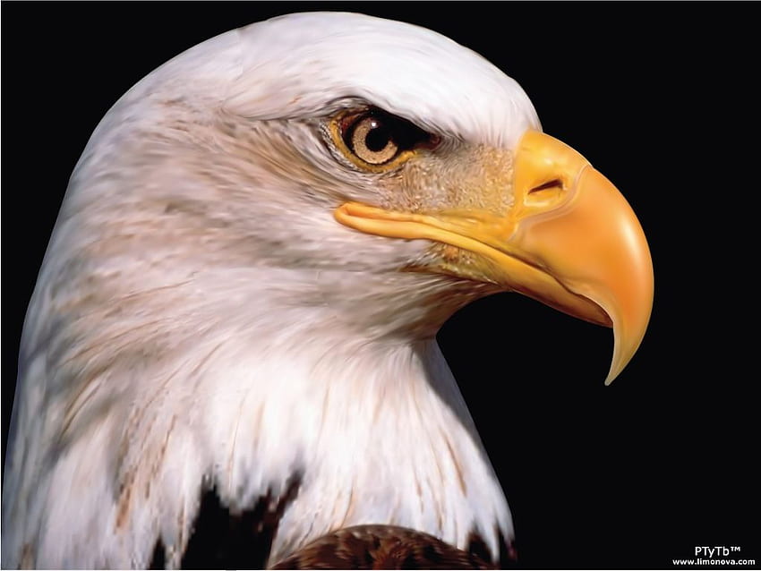: white eagle, , head HD wallpaper