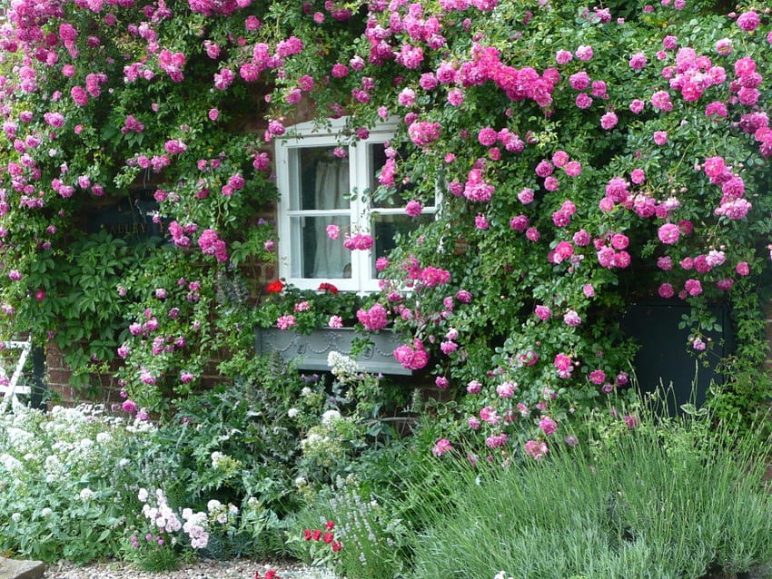 casa de campo rosa, rosa, rosa, janela, jardim, casa de campo papel de parede HD