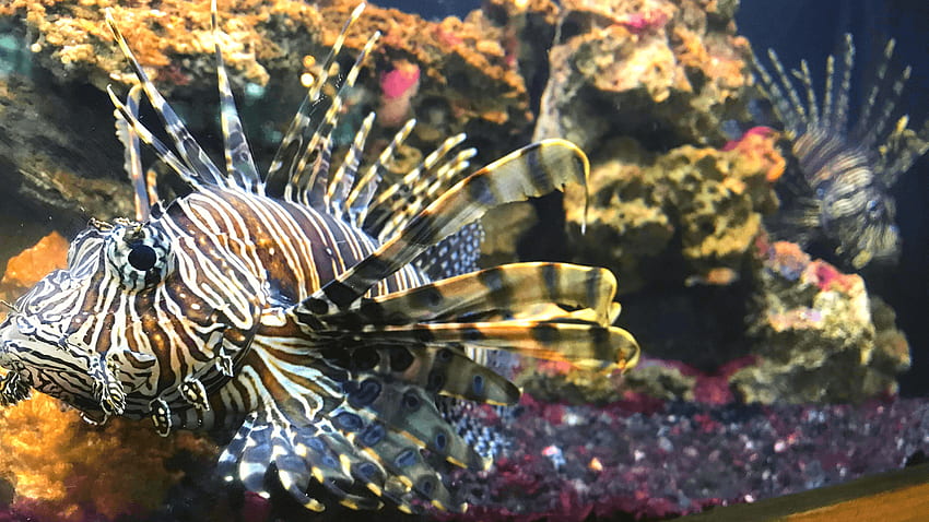 Are Lionfish Safe to Eat? How You Can Help Advance Ocean Conservation HD wallpaper