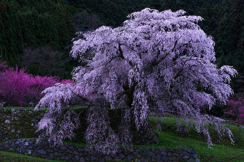 Blühender Baum, lila, Natur, Blumen, Baum HD-Hintergrundbild