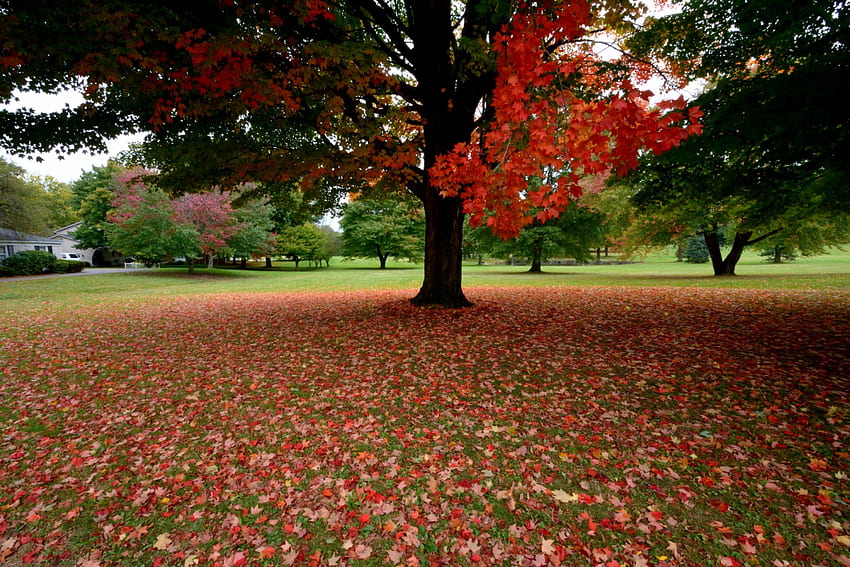 Есен навсякъде, красива есен, есенни цветове, есенни листа, живописна есен, есенни дървета HD тапет