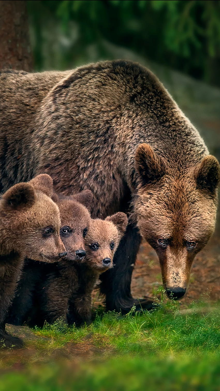 Family, mother, caring, bear, animals, kids HD phone wallpaper