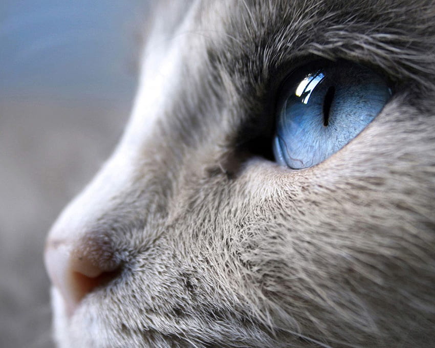 พวกการ์ตูนอะนิเมะ: Black Cat Eyes, Blue Cat Eyes, Yellow Cat Eyes, Green & Red Cats Eyes สำหรับ วอลล์เปเปอร์ HD
