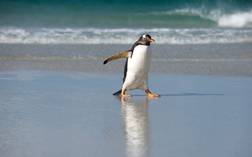 Penguin On A Beach - HD wallpaper | Pxfuel