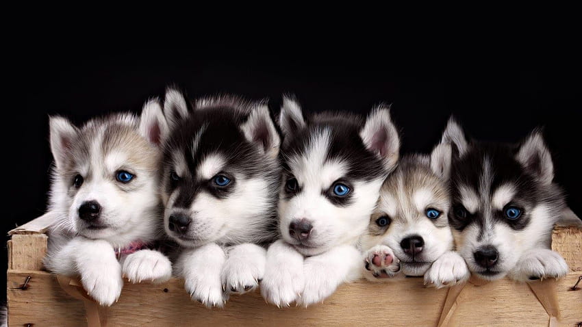 Husky Puppy Elegant Impossibly Cute Husky Puppies Inspiration - Left of The Hudson, Cute Wolf Puppy HD wallpaper