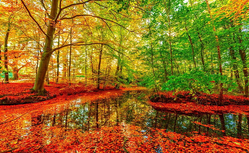 octobre, coloré, lueur, couleurs, agréable, réflexion, éclat, automne, doré, automne, beau, arbre, chute, feuilles, miroir, joli, branches, nature, charmant, feuillage Fond d'écran HD