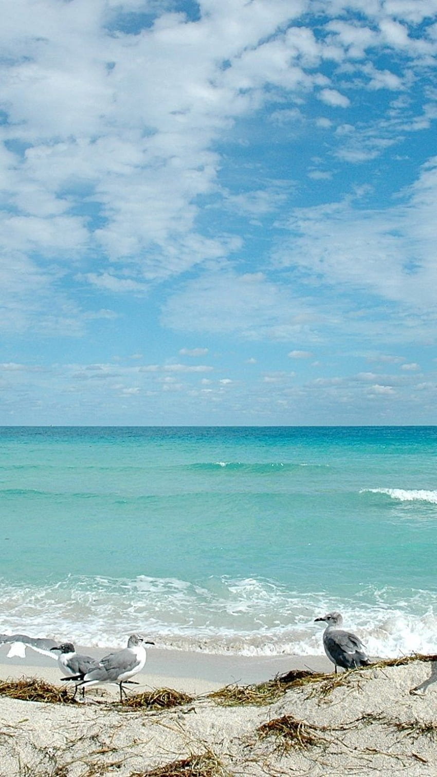 Florida Beach iPhone Wallpapers  Top Free Florida Beach iPhone Backgrounds   WallpaperAccess