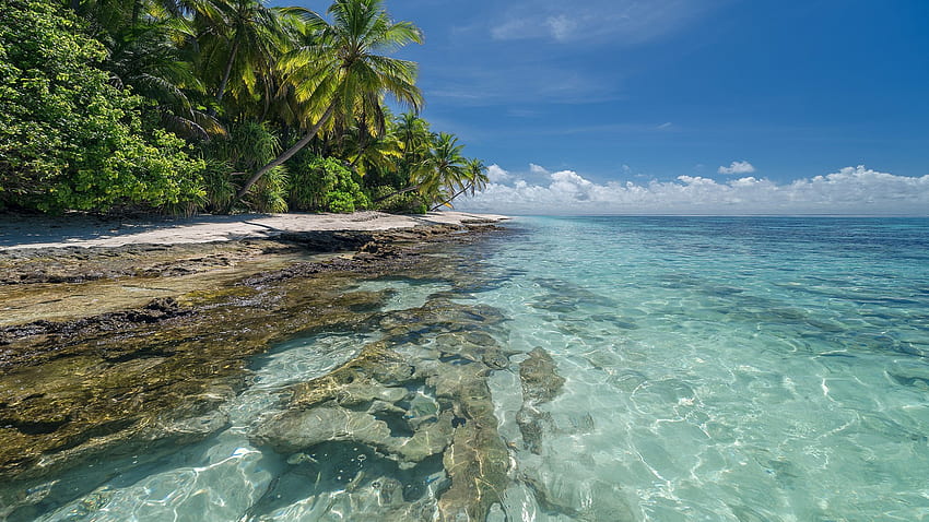 Landscape Of Island Coconut Trees Near Sea Nature . HD wallpaper