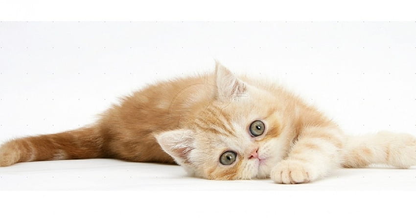 Ginger yavru kedi şakacı bir şekilde yuvarlanıyor, kediler, Ginger yavru kedi, hayvanlar, oynak HD duvar kağıdı