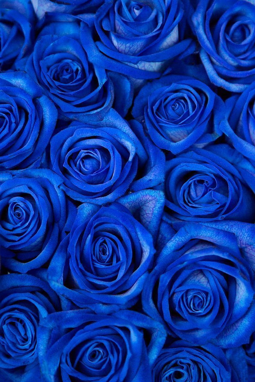 Dark blue flower aesthetic HD wallpapers | Pxfuel