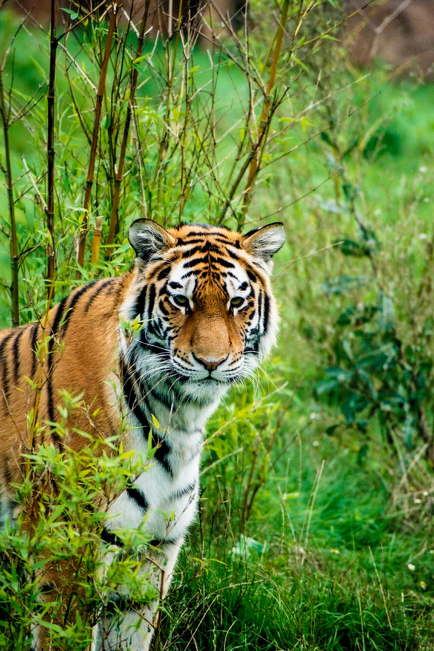 Zwierzęta, drapieżnik, przyroda, tygrys, zwierzę, tygrys amurski Tapeta na telefon HD