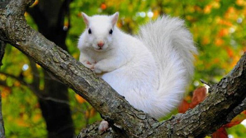 Esquilo de rabo de pelo branco está parado em um galho de árvore em um esquilo de fundo verde desfocado papel de parede HD