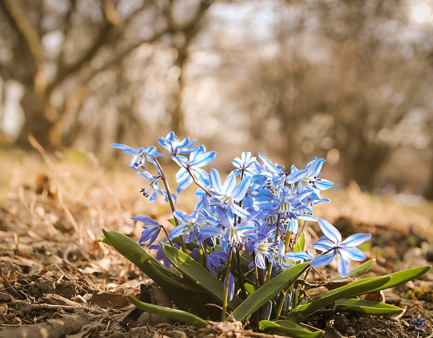 Spring Flowers Natures Pinterest (z ami). Flores, Wczesna Wiosna Kwiaty Tapeta HD