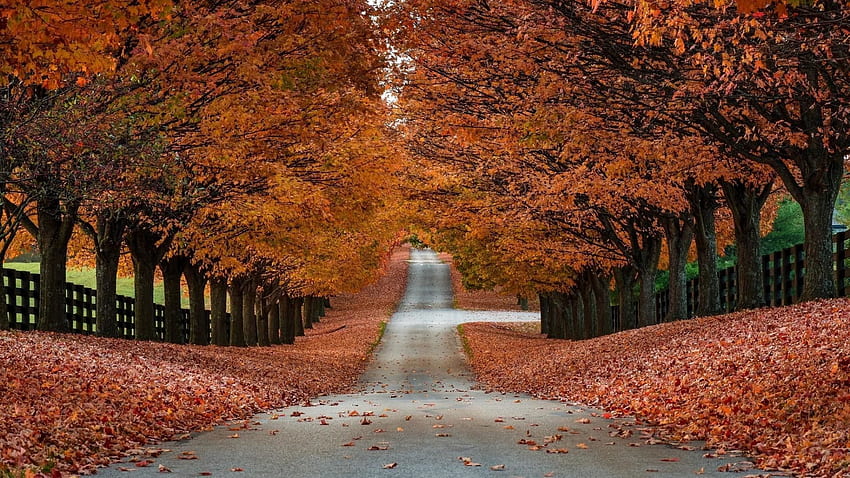 Autumn Trees - Collections HD wallpaper | Pxfuel