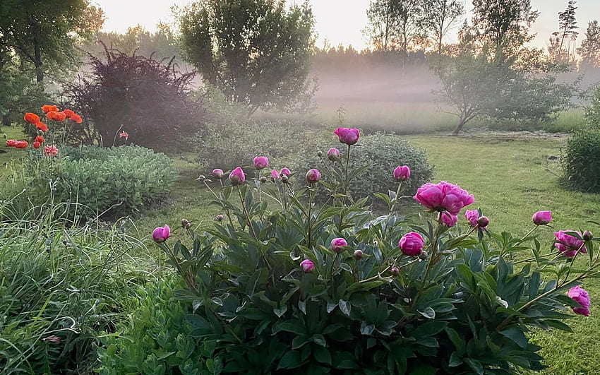 Градина сутрин, Латвия, мъгла, градина, божури, макове HD тапет