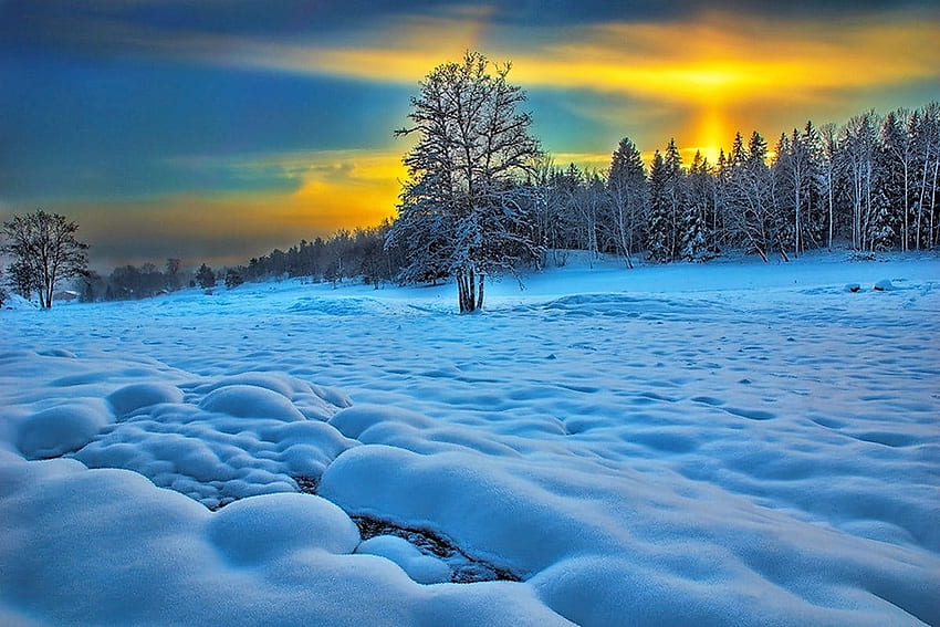 Golden Sunset, winter, snow, sunset, field HD wallpaper