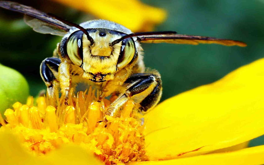 Windows , Biene, , Blume, Bienen, Blumen, Insekt, Mac , Stock HD-Hintergrundbild