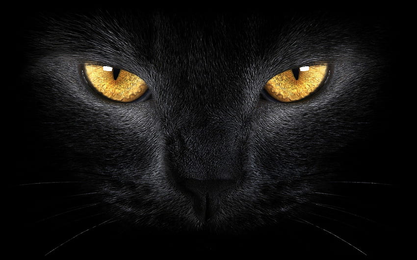 Black Cat Eyes, Aesthetic Black Cat HD wallpaper