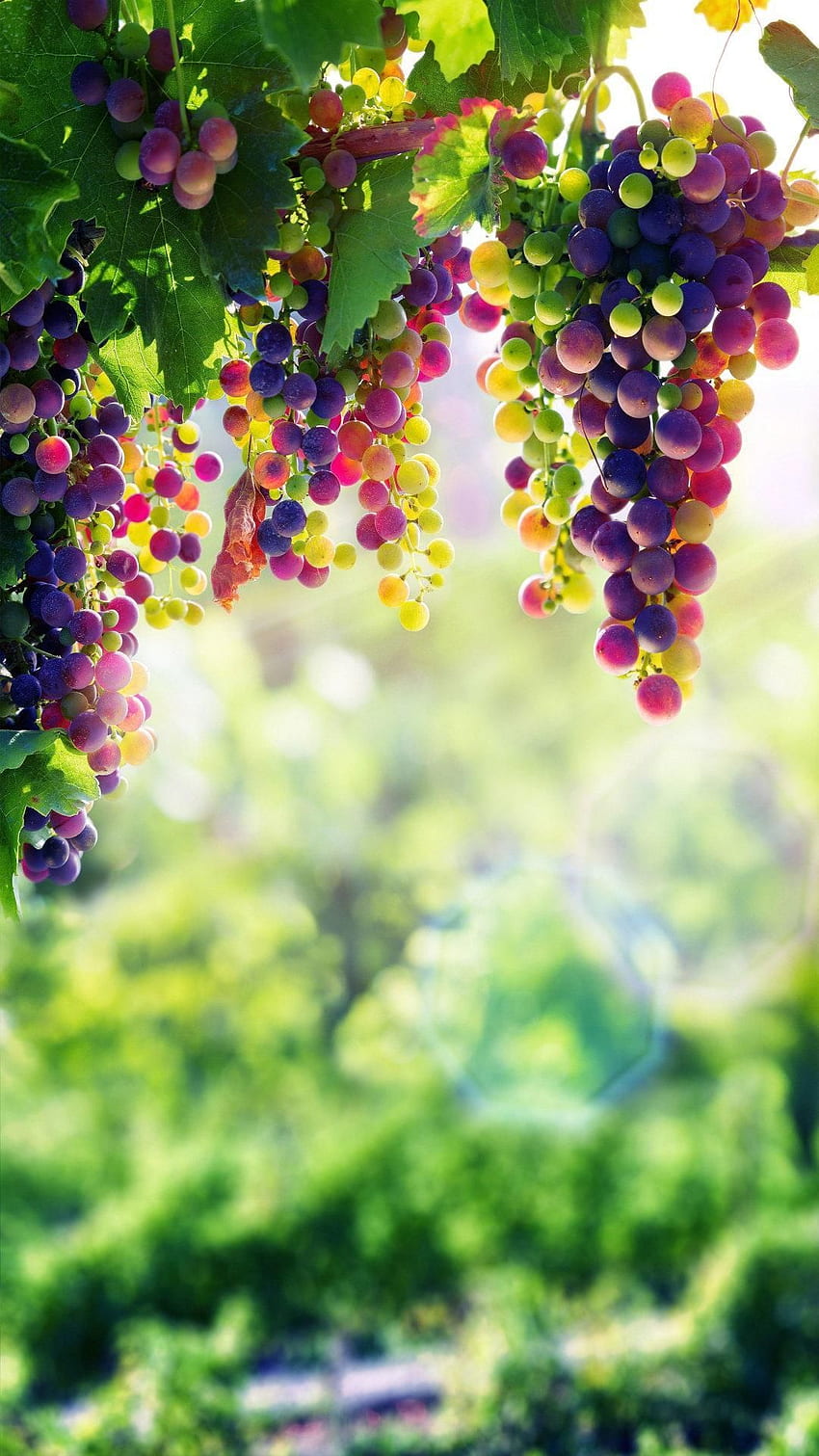 Grapes Best for Android. Grape , Fruit graphy, Fruit, Grape Vine HD phone wallpaper