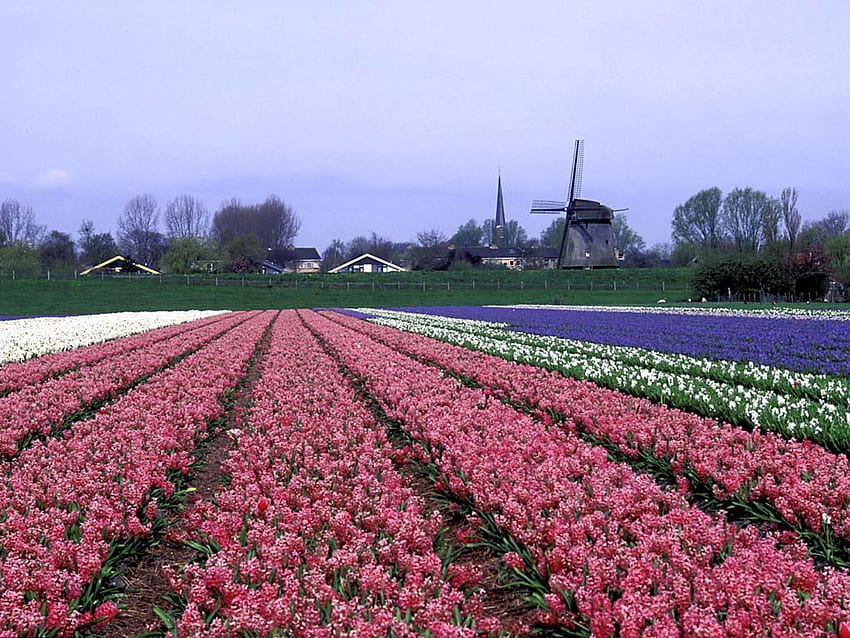 tulip field, flowers, tulips, field, mill HD wallpaper