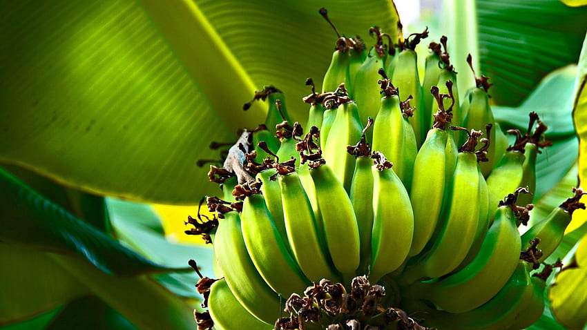 Natura, owoce, banany, drewno, drzewo, owoce Tapeta HD