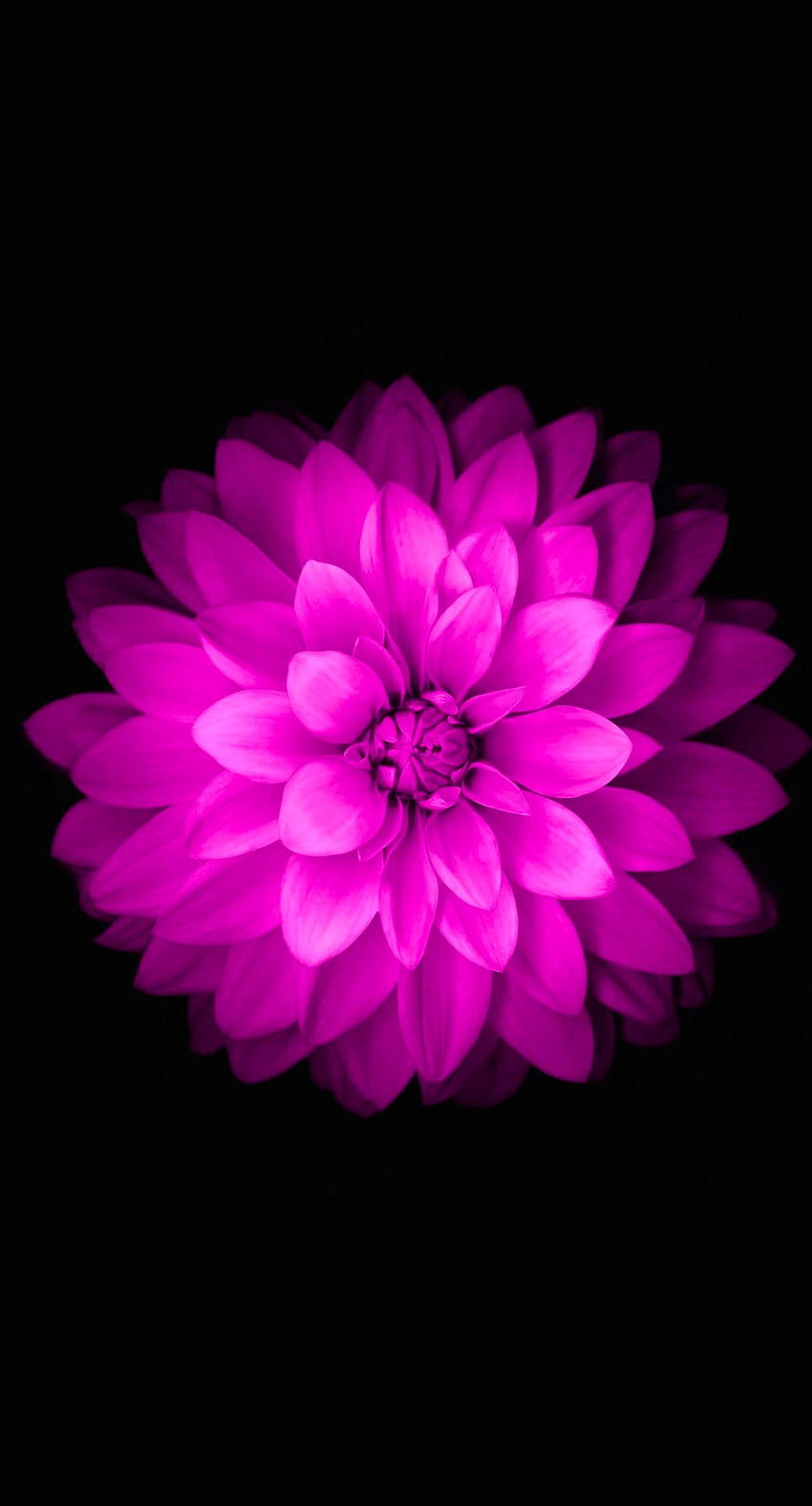 Pink Flower iPhone, Flower of Life iPhone HD phone wallpaper