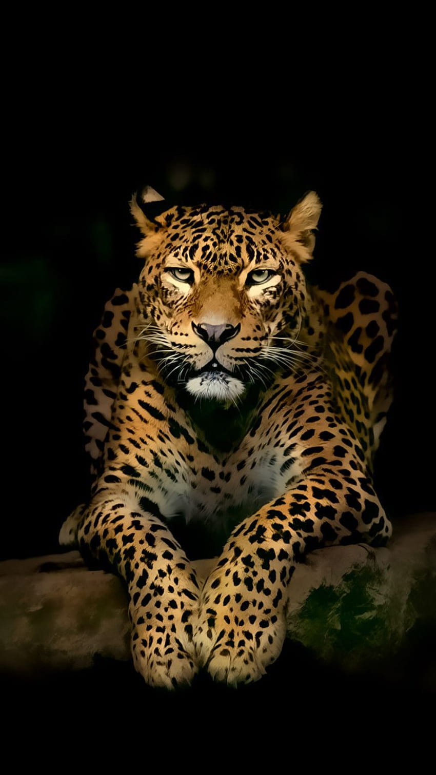 Leopard Knurren Nahaufnahme, schwarzer Leopard HD-Handy-Hintergrundbild