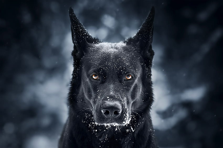 Black Dog HD wallpaper | Pxfuel