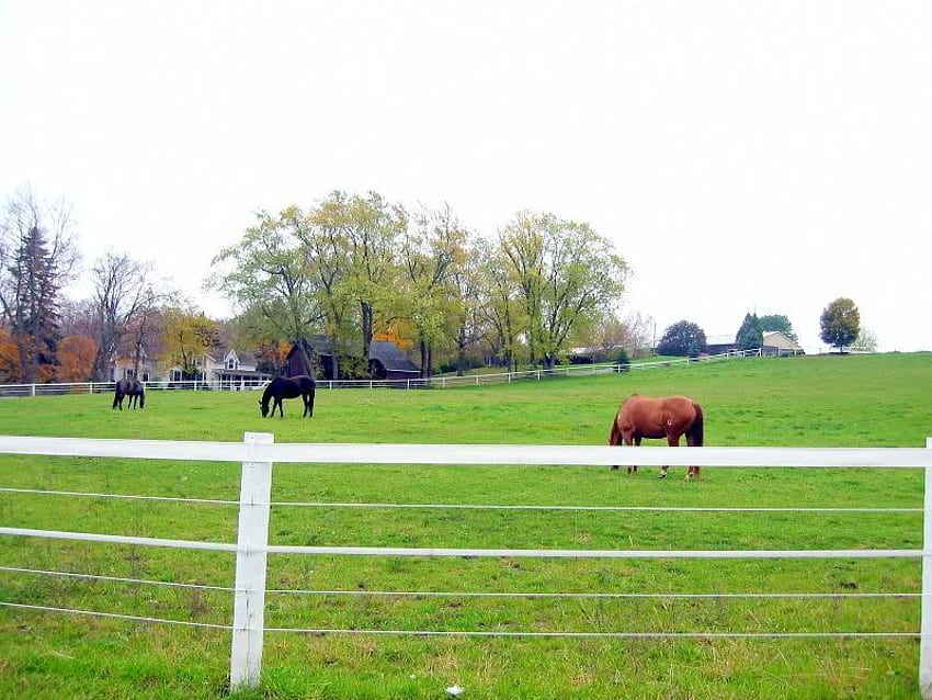 ม้ากินหญ้า ต้นไม้ ม้า ท้องฟ้า รั้ว วอลล์เปเปอร์ HD