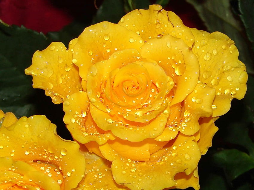 Sun bright, dew drops, yellow, flower, water, petal, lucious HD wallpaper
