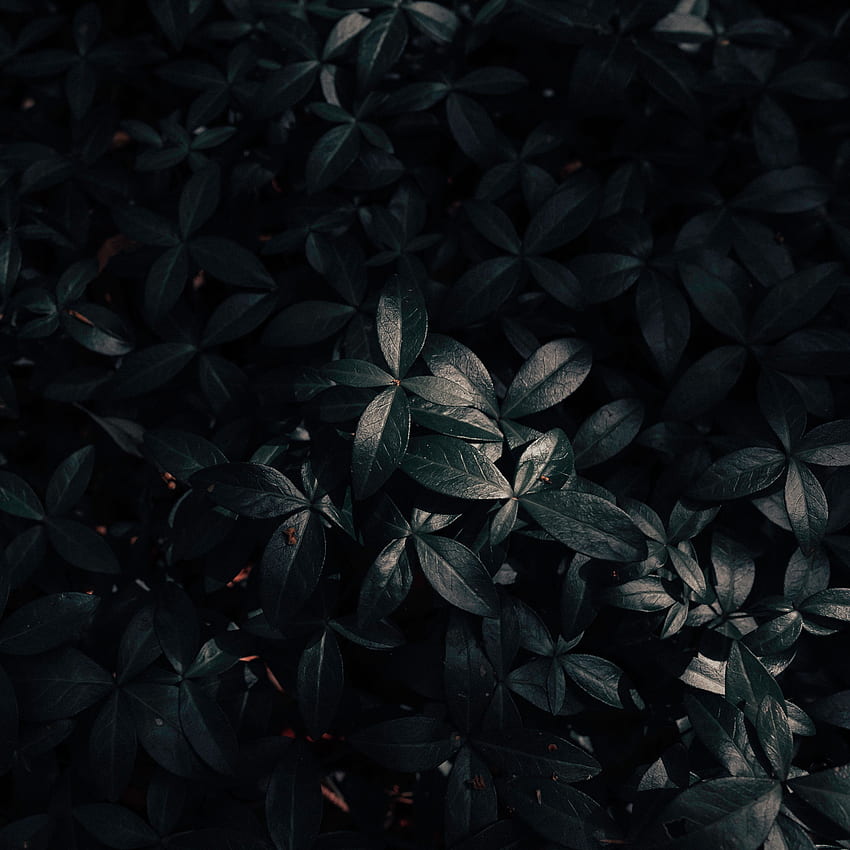 planta, folhas, dark ipad pro 12.9, Black Pro Papel de parede de celular HD