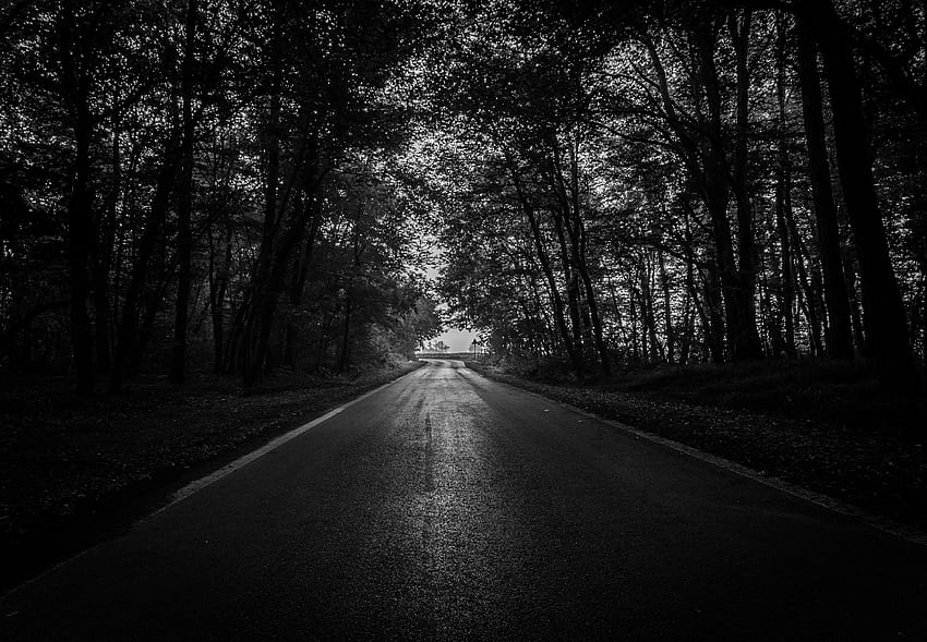 camino, árboles, bw, oscuro, bosque, Black and White Street fondo de pantalla