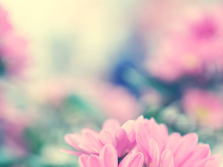 Spring Flowers PC and Mac, 1152 X 864 Spring HD wallpaper | Pxfuel