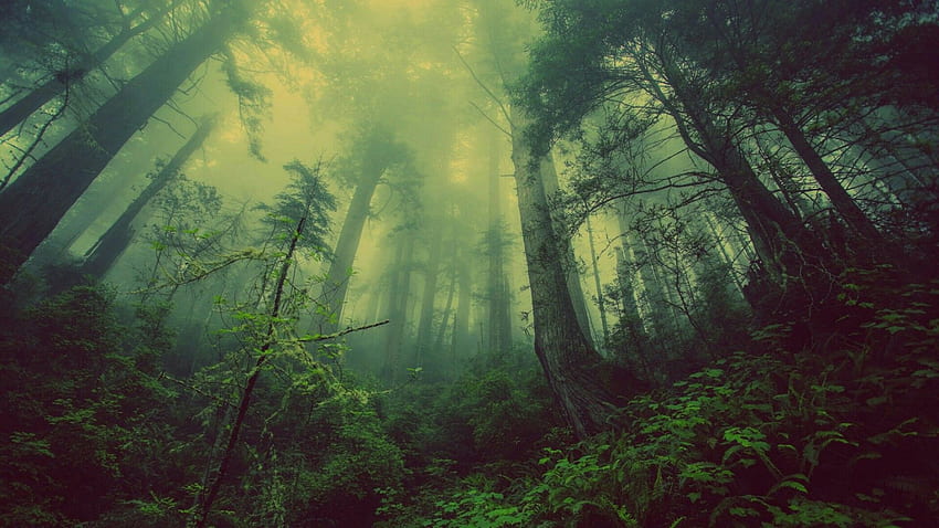 Green Misty Forest . Studio 10 HD wallpaper