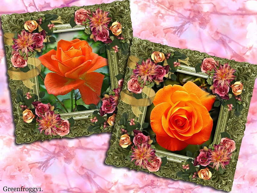ORANGE ROSES, FLOWERS, ROSES, ORANGE HD wallpaper