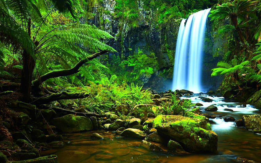тропическа гора. Амазонска тропическа гора, водопад, джунгла, бразилска тропическа гора HD тапет
