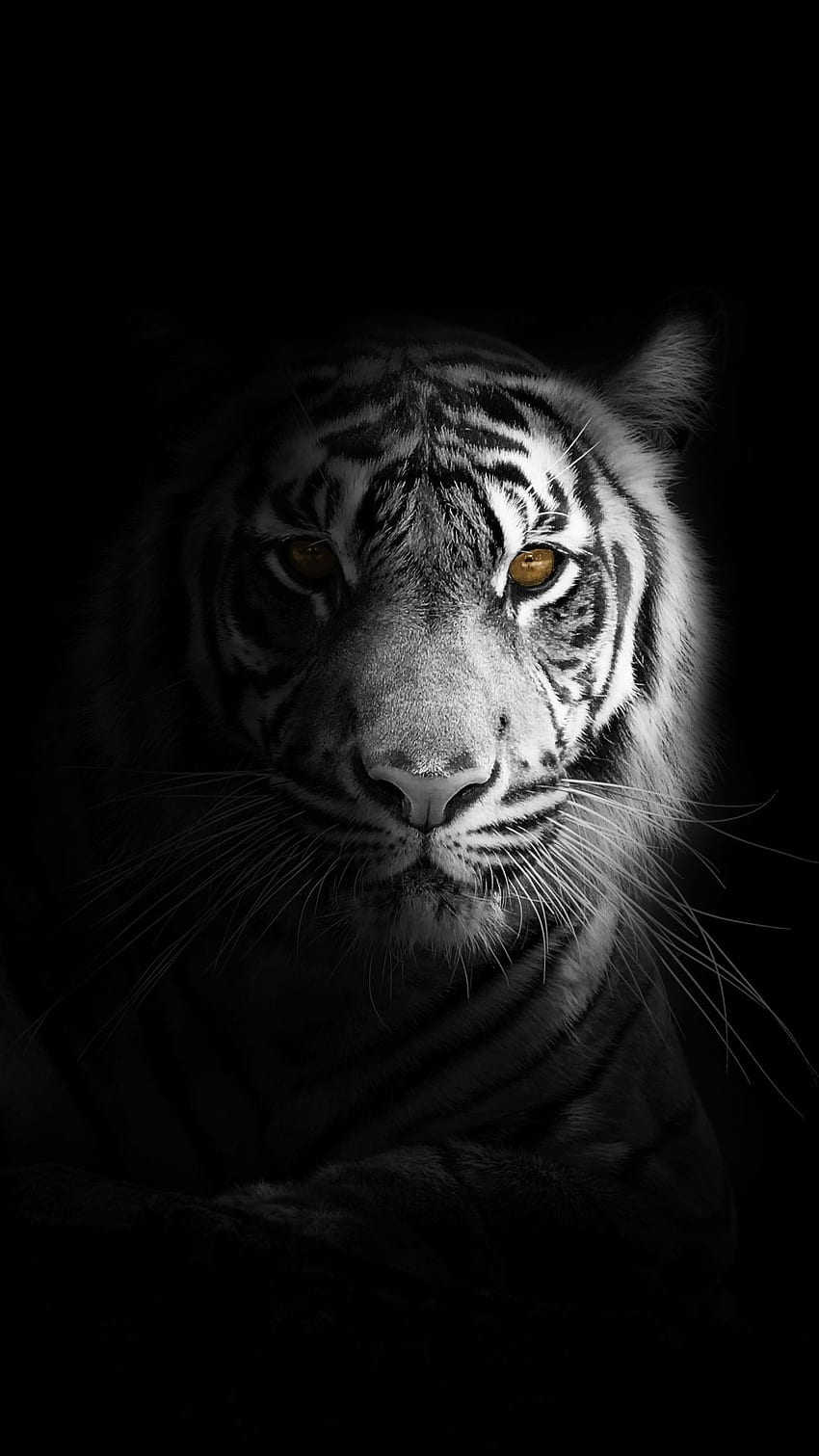 Retrato, mínimo, tigre blanco, oscuro, 1080X1920 Retrato fondo de pantalla del teléfono