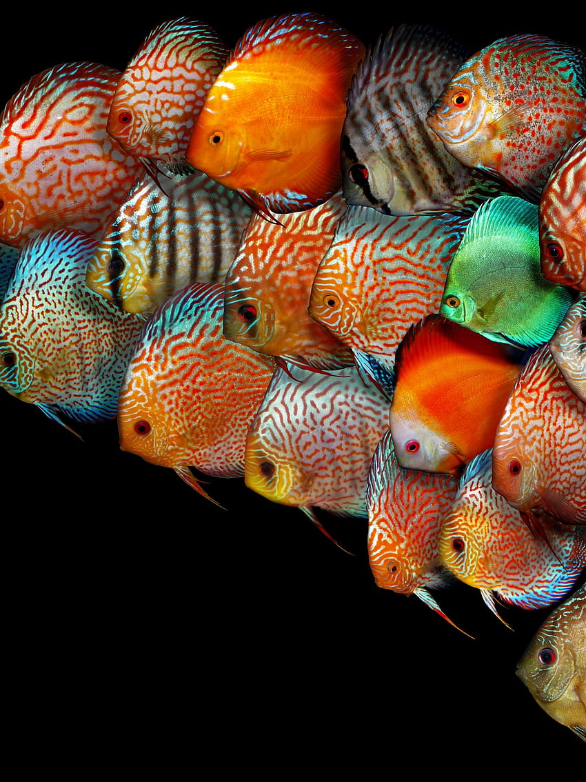 Discus Fish HD phone wallpaper