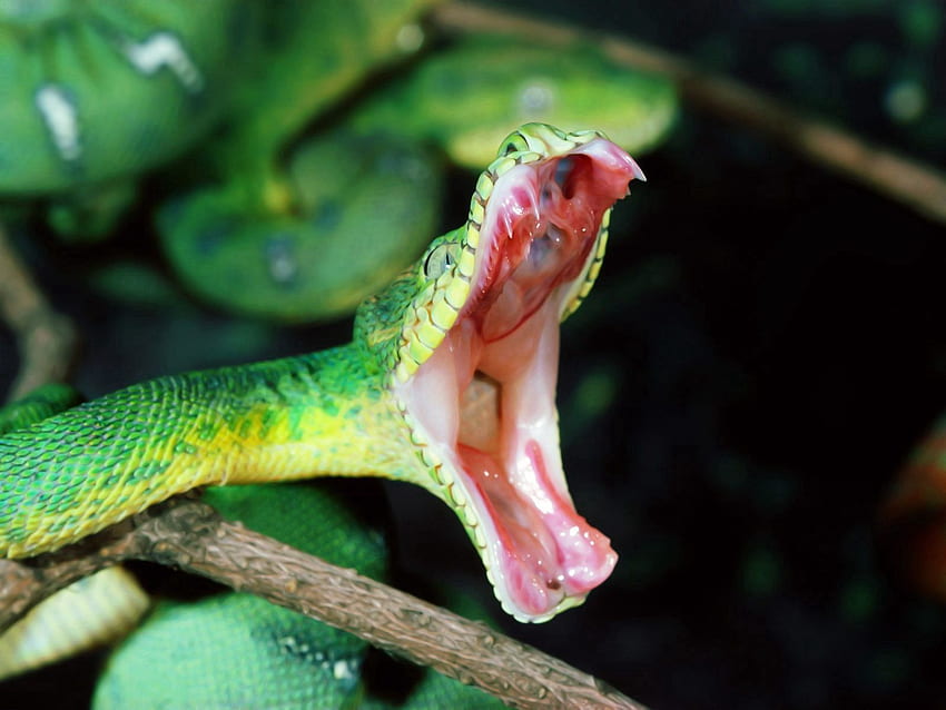 Animals, To Fall, Mouth, Snake, Anger HD wallpaper