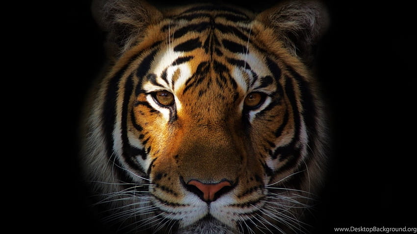 White Tiger For & Mobile Background, Aggressive Tiger HD wallpaper