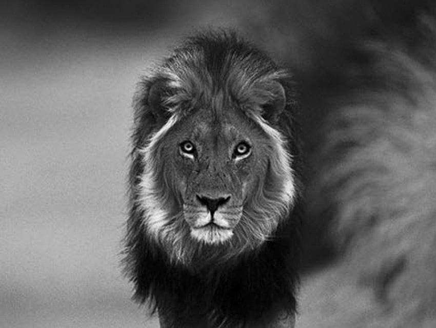 Roi - noir et blanc, crinière, blanc, noir, roi, lion, mâle Fond d'écran HD