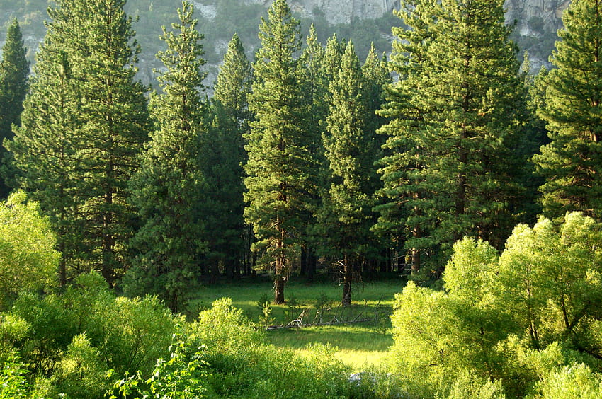 / bellissimi alberi verdi alti in un'area del parco forestale, _kings canyon national park, Sequoia National Park Sfondo HD
