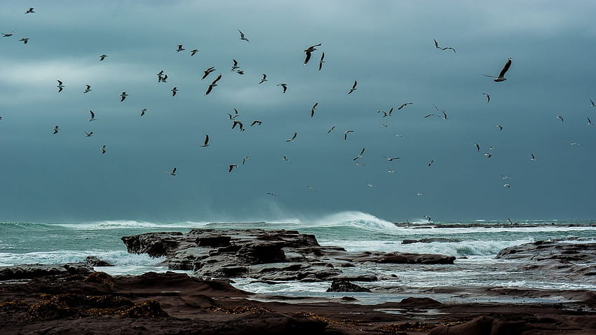 Gulls nature flight fly ocean sea waves beaches storm HD wallpaper
