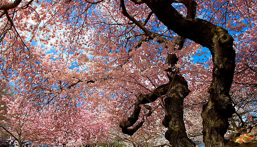 Blooming, blue sky, pink, blossoms, branches, spring, tree HD wallpaper