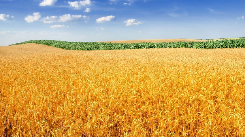 Wheat field, Landscape, Crop, Farm, , Nature HD wallpaper